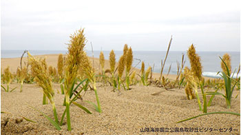 岐阜大學等從濱麥草中提取出可抑制難治性乳腺癌增殖的化合物