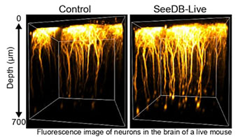 九州大學開發出可使活體組織透明化的試劑，防止光線折射和散射