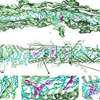 東京大學與北海道大學在活細胞中實現胞器間脂質轉運的視覺化，明確經由Atg2蛋白介導的脂質轉運過程