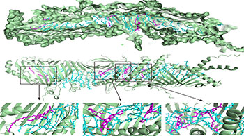 東京大學與北海道大學在活細胞中實現胞器間脂質轉運的視覺化，明確經由Atg2蛋白介導的脂質轉運過程