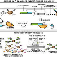 iCONM開發出無需細胞的藥物靶點篩選技術，定量性、靈活性與開發速度均大幅提升