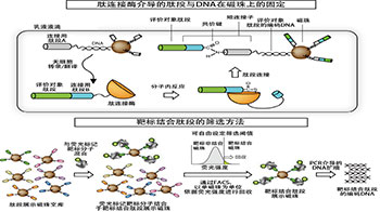 iCONM開發出無需細胞的藥物靶點篩選技術，定量性、靈活性與開發速度均大幅提升