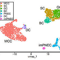 京都大學CiRA成功分化出多纖毛細胞分化的關鍵細胞「deuterosomal細胞」，採用人iPS細胞誘導