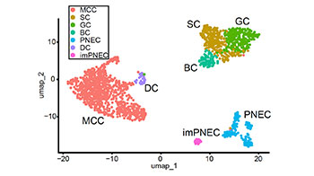 京都大學CiRA成功分化出多纖毛細胞分化的關鍵細胞「deuterosomal細胞」，採用人iPS細胞誘導