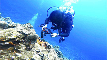 琉球大學等開發出珊瑚礁生態系統評價新方法，確認多種小型底棲生物棲息