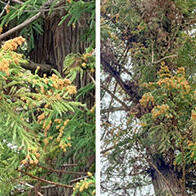 名古屋大學等：「PM2.5」中的錫或為導致花粉症加重的因素