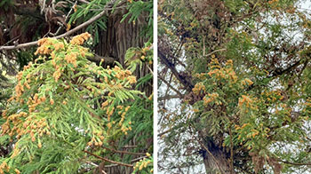 名古屋大學等：「PM2.5」中的錫或為導致花粉症加重的因素