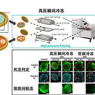東大與理研開發出細胞與組織的高壓瞬間冷凍法，有望助力器官保存等再生醫療