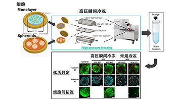 東大與理研開發出細胞與組織的高壓瞬間冷凍法，有望助力器官保存等再生醫療
