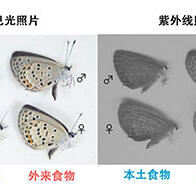 大阪公立大學與東京大學研究發現食用外來植物的蝴蝶會失去異性青睞，翅色變化對繁殖產生負面影響