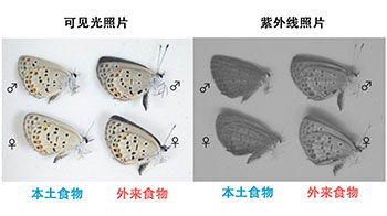 大阪公立大學與東京大學研究發現食用外來植物的蝴蝶會失去異性青睞，翅色變化對繁殖產生負面影響
