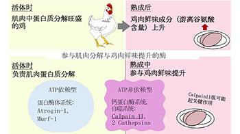 岡山大學等闡明肉類熟成過程中「鮮味形成的部分機制」