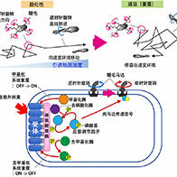 大阪大學成功實現單細胞同步觀測大腸桿菌的趨化行為與信號傳導