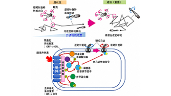 大阪大學成功實現單細胞同步觀測大腸桿菌的趨化行為與信號傳導