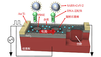 豐橋技科大、產綜研、東洋大學合作開發出IoT生物感測器，同時測量病毒的「質量」與「個數」
