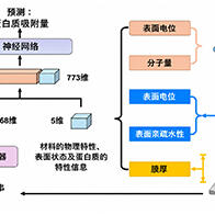 理研開發出預測聚合體表面蛋白質吸附量的新型AI，加速藥物和生物材料的開發