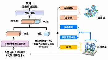 理研開發出預測聚合體表面蛋白質吸附量的新型AI，加速藥物和生物材料的開發