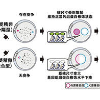 理研：生命的起源始於父母基因組的「分居」，父母基因組之間的競爭有助於受精卵的發育