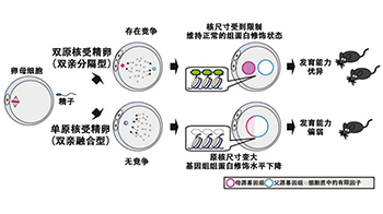 理研：生命的起源始於父母基因組的「分居」，父母基因組之間的競爭有助於受精卵的發育
