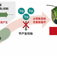 產綜研：僅僅一個基因決定的共生演化進程，支持蝽象生存的共生大腸桿菌代謝基礎