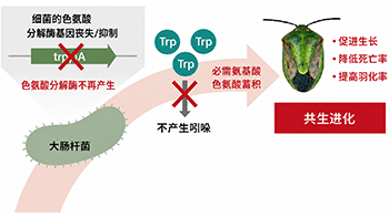 產綜研：僅僅一個基因決定的共生演化進程，支持蝽象生存的共生大腸桿菌代謝基礎