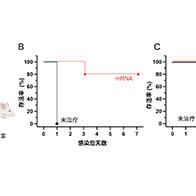 京都府立醫科大學與東京科學大學：mRNA在體內生成「小型抗體」，保護機體免受細菌毒素侵害
