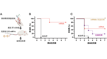京都府立醫科大學與東京科學大學：mRNA在體內生成「小型抗體」，保護機體免受細菌毒素侵害