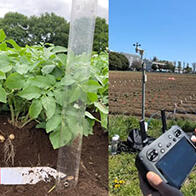 東京大學和KUBOTA利用無人機和AI預測馬鈴薯產量