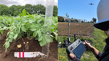 東京大學和KUBOTA利用無人機和AI預測馬鈴薯產量