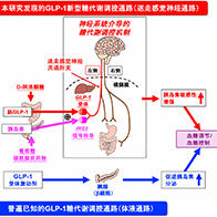 京都府立大學明確稀有糖D-阿洛酮醣提高胰島素敏感性改善高血糖的機制，有望開拓血糖新療法
