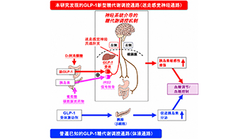 京都府立大學明確稀有糖D-阿洛酮醣提高胰島素敏感性改善高血糖的機制，有望開拓血糖新療法