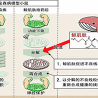 岩手大學發現：鬚鯨肉成分「鯨魚肌肽」可抑制神經變性，或成為預防巴金森氏症的新策略