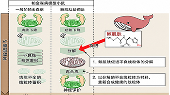 岩手大學發現：鬚鯨肉成分「鯨魚肌肽」可抑制神經變性，或成為預防巴金森氏症的新策略