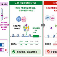 橫濱市立大學：Y染色體不會消失？發現支撐人類繁衍的新功能