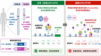 橫濱市立大學：Y染色體不會消失？發現支撐人類繁衍的新功能