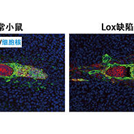 筑波大學學者發現促進胚胎著床後發育與胎盤形成的關鍵酶，為不孕症機制研究與治療思路提供新線索