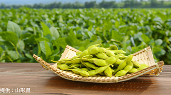 山形大學：「老爹豆」的美味，得益於促進開花與果實成熟的基因