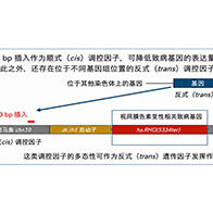 大阪大學等明確決定遺傳病嚴重程度的遺傳因子