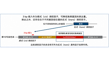 大阪大學等明確決定遺傳病嚴重程度的遺傳因子