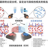 琉球大學等：全球首次闡明腸道菌群參與緩解小鼠的腦型瘧疾病症