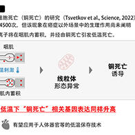 甲南大學發現銅離子蓄積引發細胞低溫死亡，有望用於器官低溫保存技術