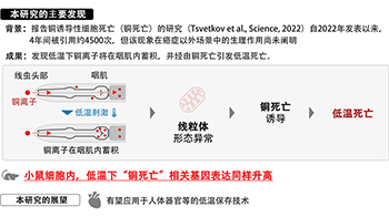 甲南大學發現銅離子蓄積引發細胞低溫死亡，有望用於器官低溫保存技術