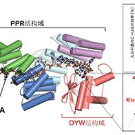 九州大學首次捕捉到植物RNA編輯酶的「工作狀態」，明確了「PPR-DYW蛋白質」的三維結構