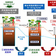 日本原子能機構與京都大學等發現印度尼西副熱帶的泥炭地碳庫面臨崩潰危機