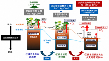 日本原子能機構與京都大學等發現印度尼西副熱帶的泥炭地碳庫面臨崩潰危機