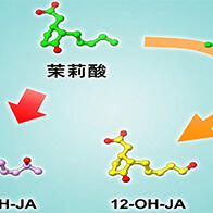 日本東北大學、北海道大學發現茉莉花酸新型失活途徑，更新終止防禦應答代謝機制的長期定論