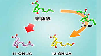 日本東北大學、北海道大學發現茉莉花酸新型失活途徑，更新終止防禦應答代謝機制的長期定論
