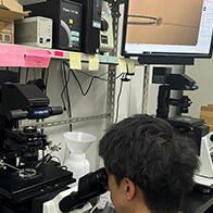 日本理研等發現父母基因組「分居」對受精卵的正常發育至關重要