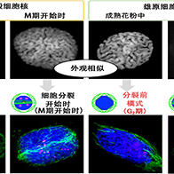 山形大學闡明花粉的「待機」與「重啟」機制：細胞核與基因發生變化，吸水後活動快速重啟