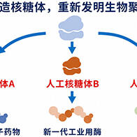 【JST事業成果】在試管內成功合成核糖體，有望用於開發有用物質